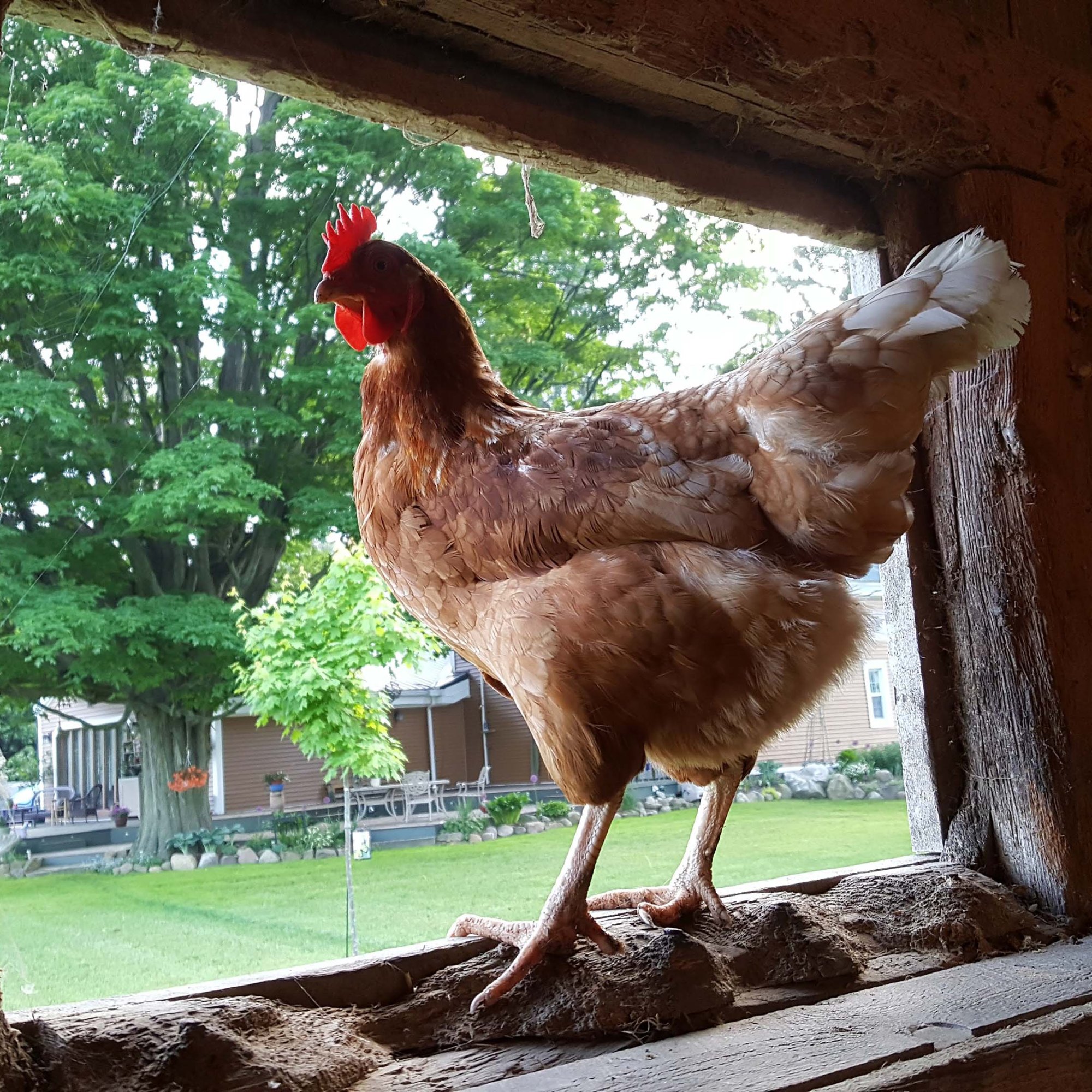 Chicken standing inside the window of the barn facing the ouside. Image taken from behind