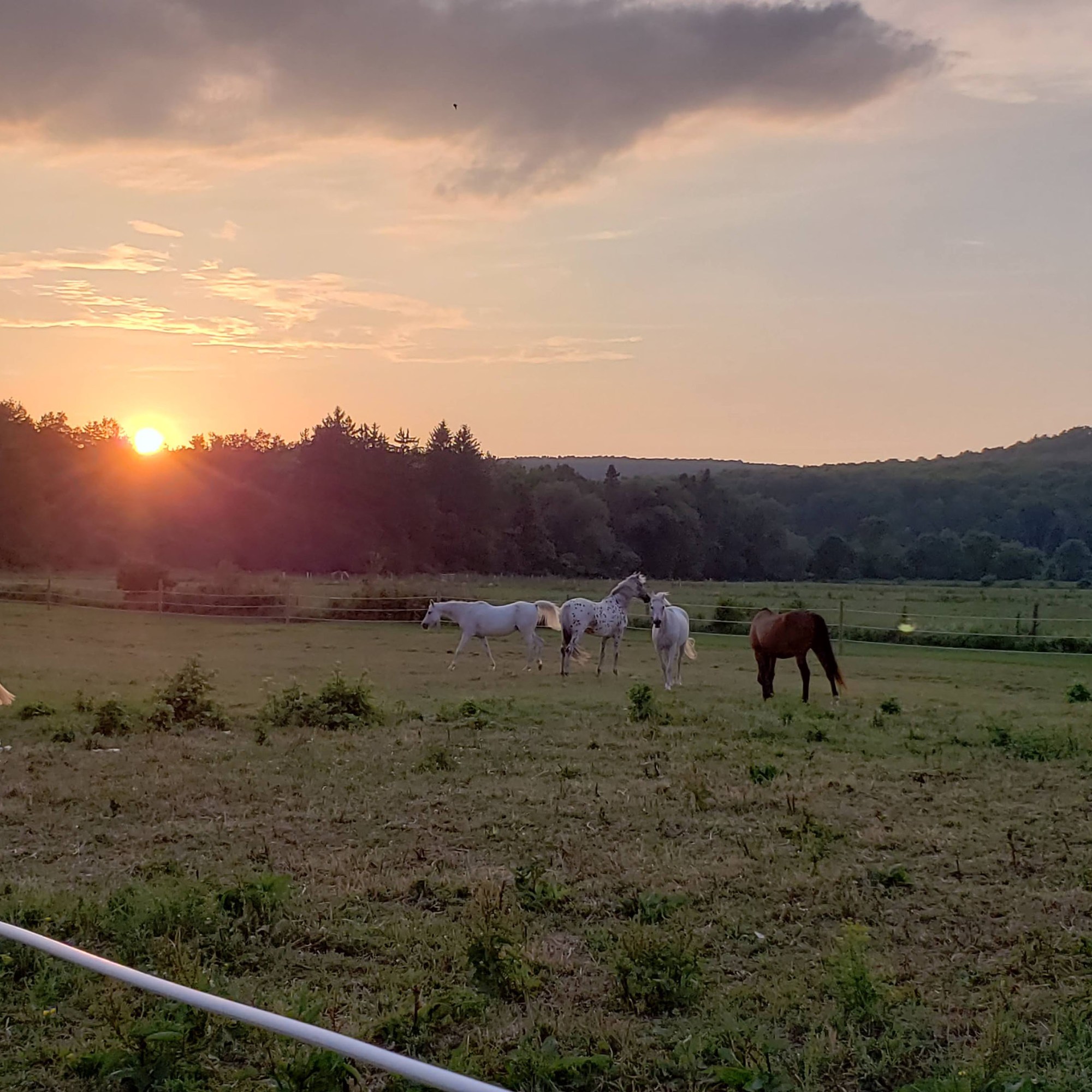 5 hourses out in the pasture as the sun sets behind the mountains