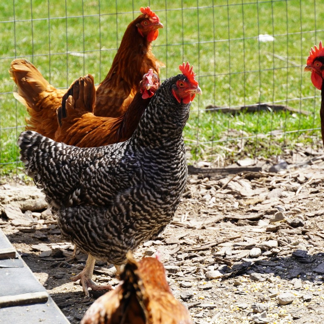 chickens roaming the coup