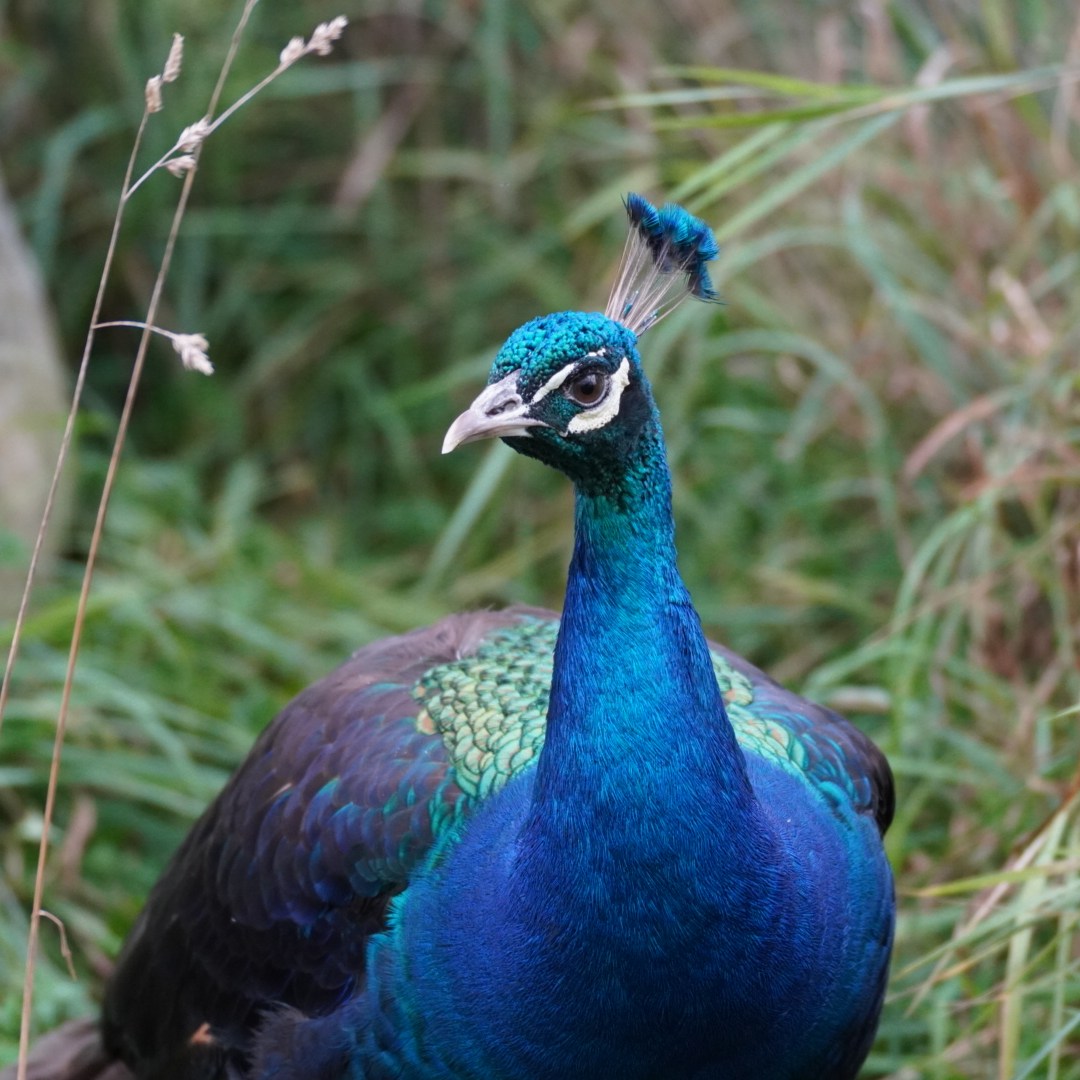 Cecil the peacock in grass looking to the left with his feathers down
