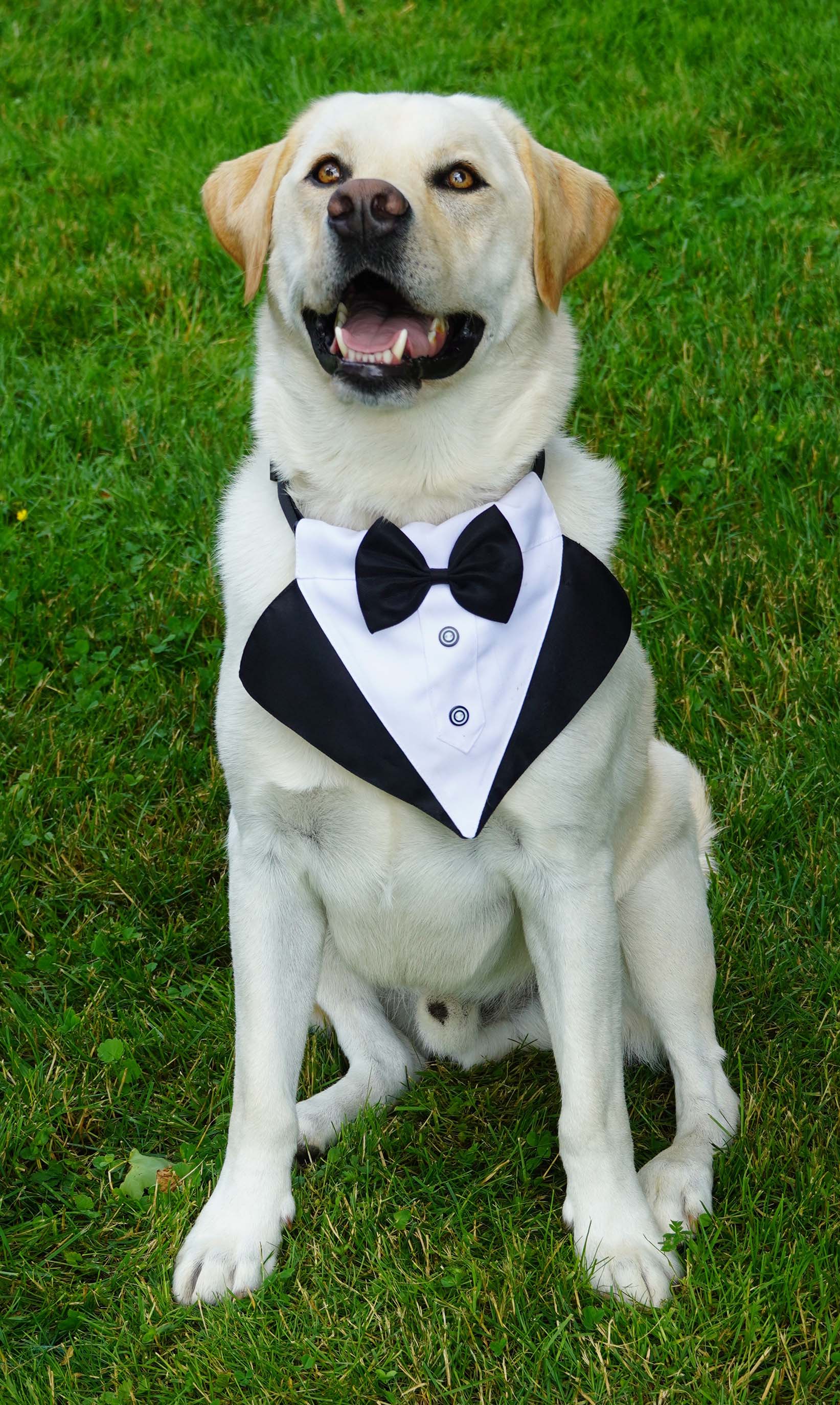 close up of finn the yellow Labrador sitting with his mount open wearing a tuxedo