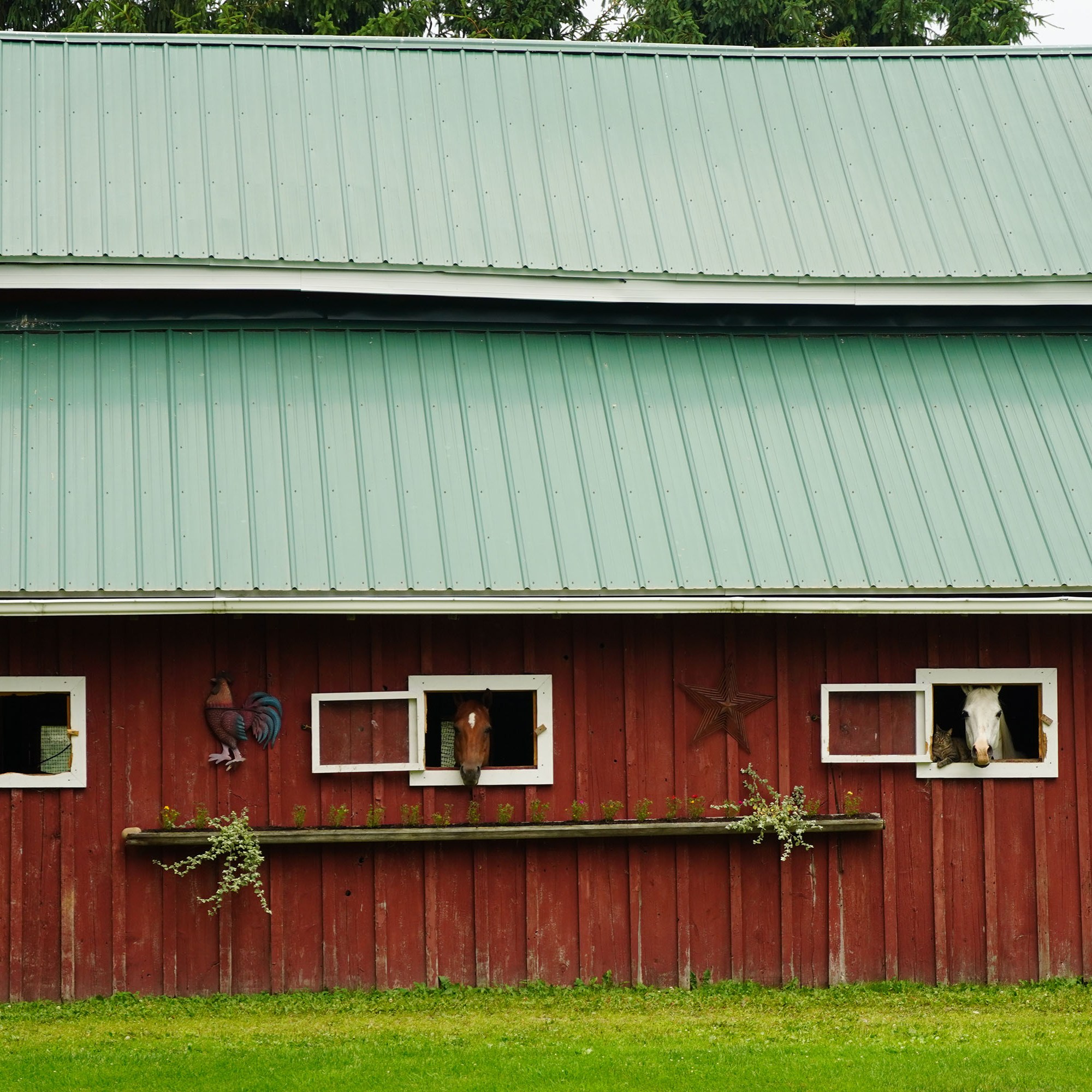 Side view of the red barn with horses heads sticking out of 2 of the 3 windows