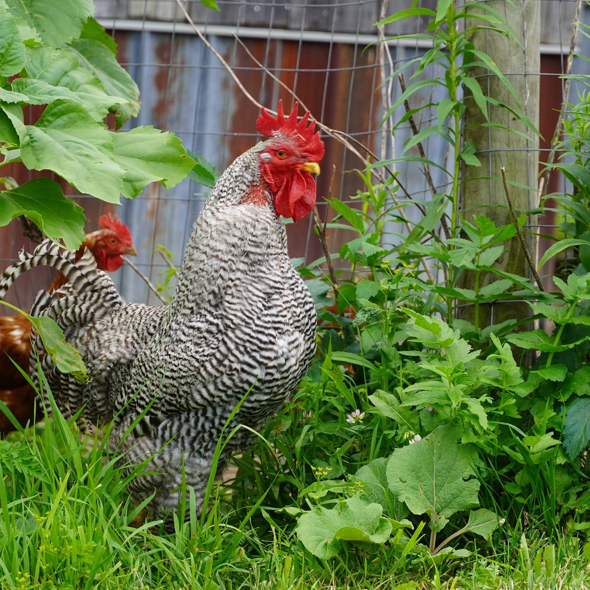 a white and black striped rooster outside the coup standing in greenery with another brown chicken behind him