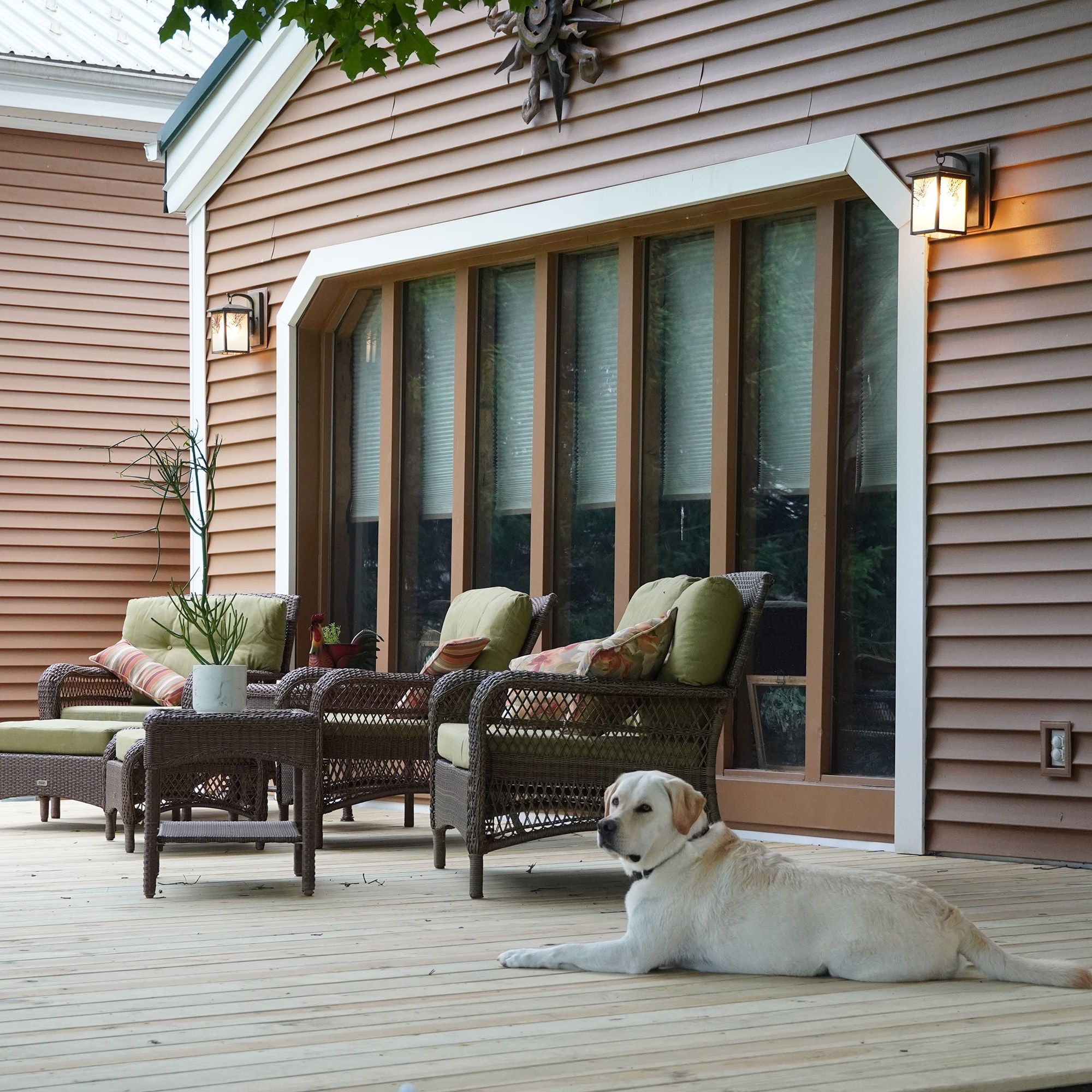 Finn, the yellow Labrador laying down on the deck facing a big back window and wicker chairs with green cushions