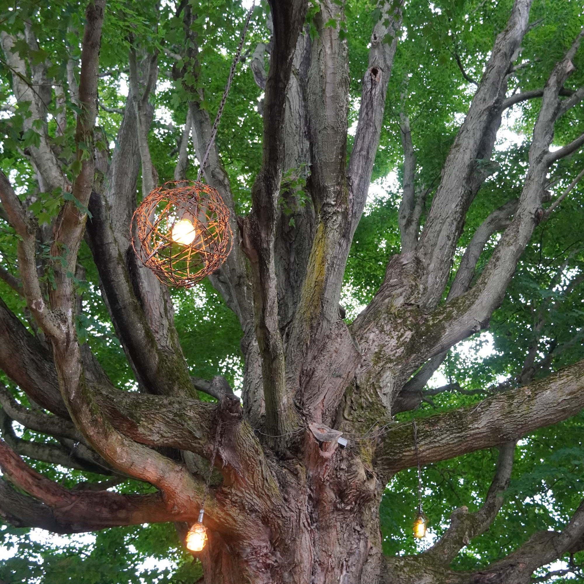 view of the big tree cropped in and looking up vertically at two lights turned on hanging in the tree