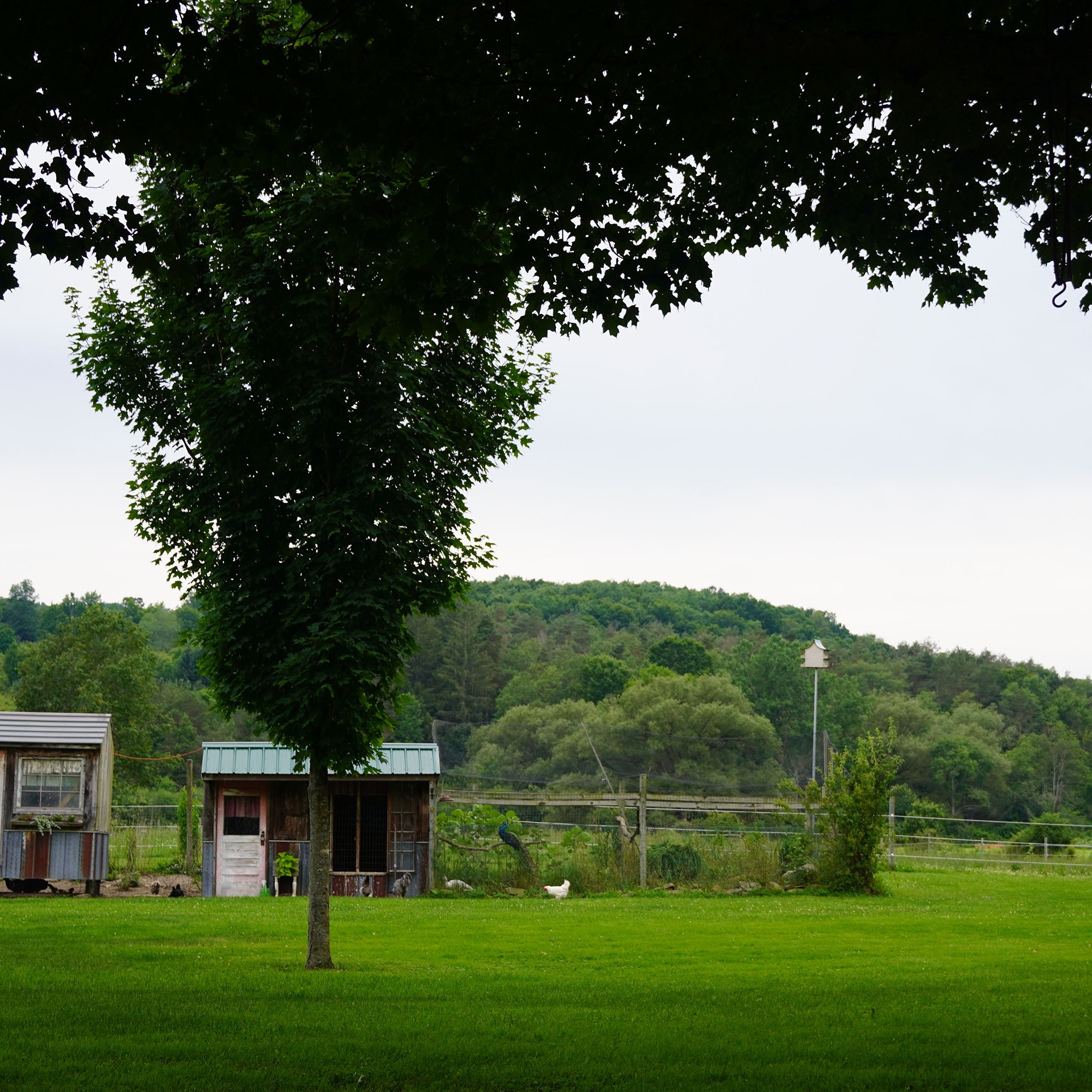 chicken coups view towards the mountains from under the big tree. Smaller planted tree in front of one of the coups