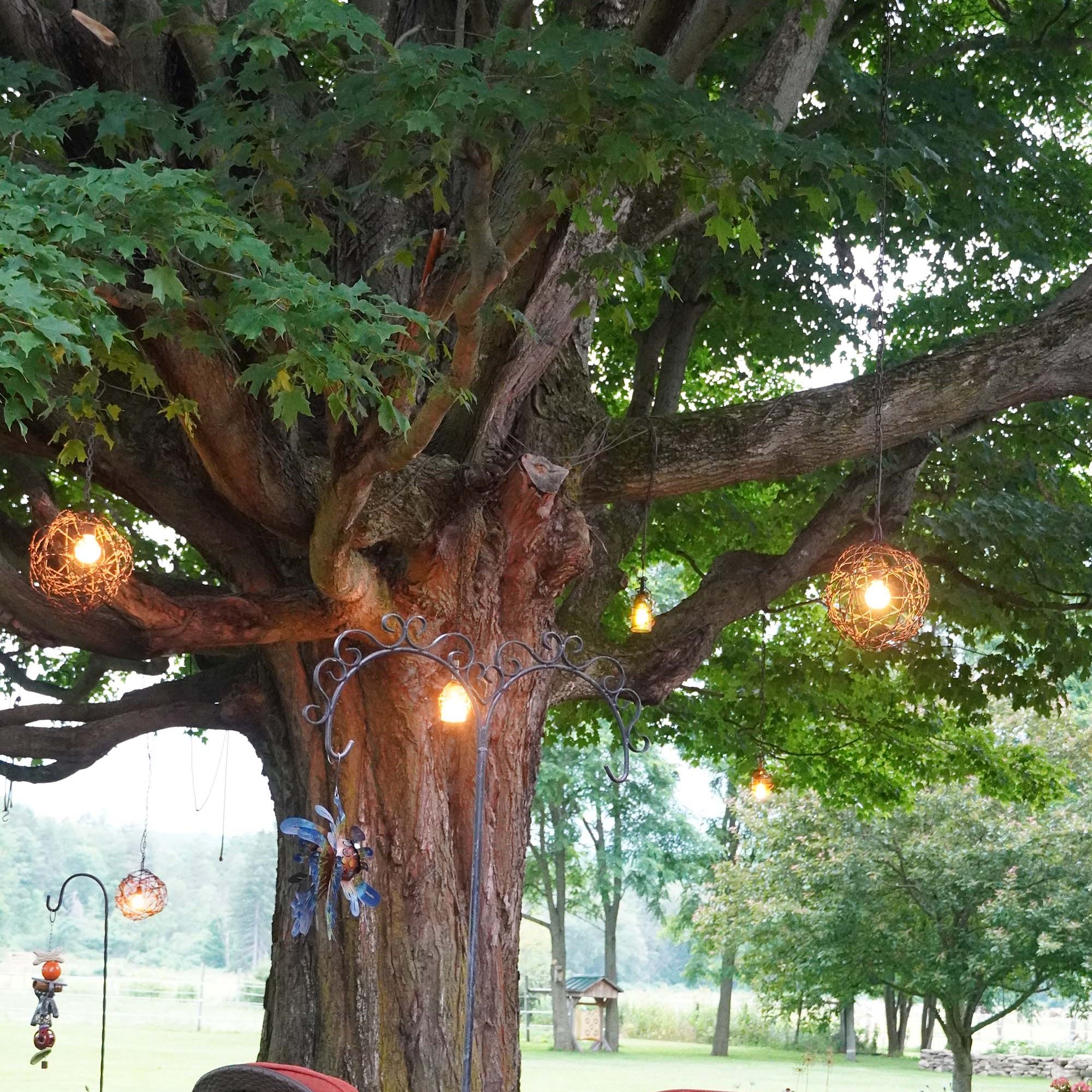 Vertical shot of the big tree cropped in with the wicker chairs with red cushions underneath