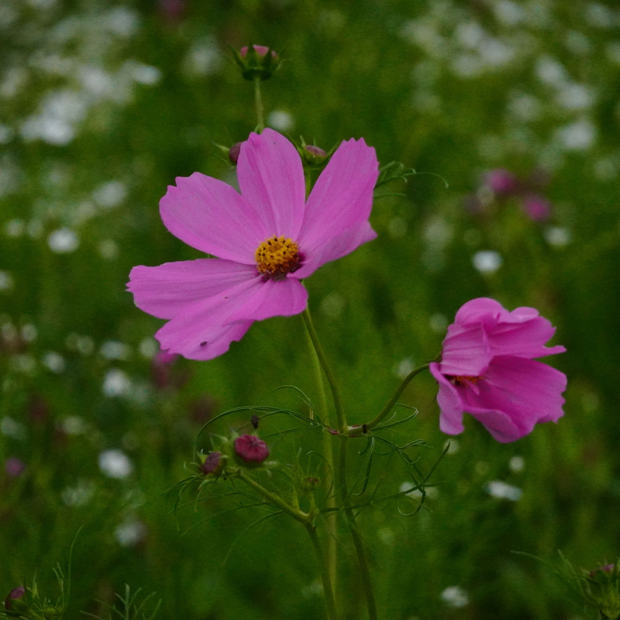 Macro image of a single pink flower