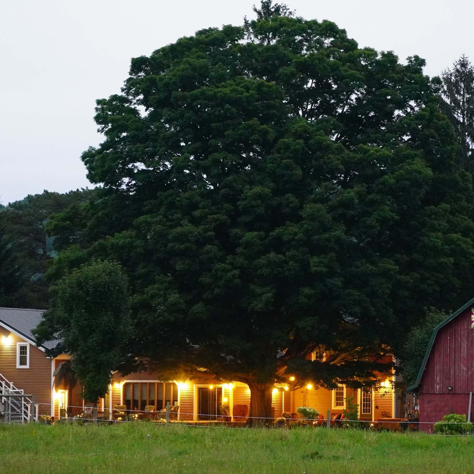 back of the house from out in the field. Farm house to the left, big tree in the middle, and the red barn on the right