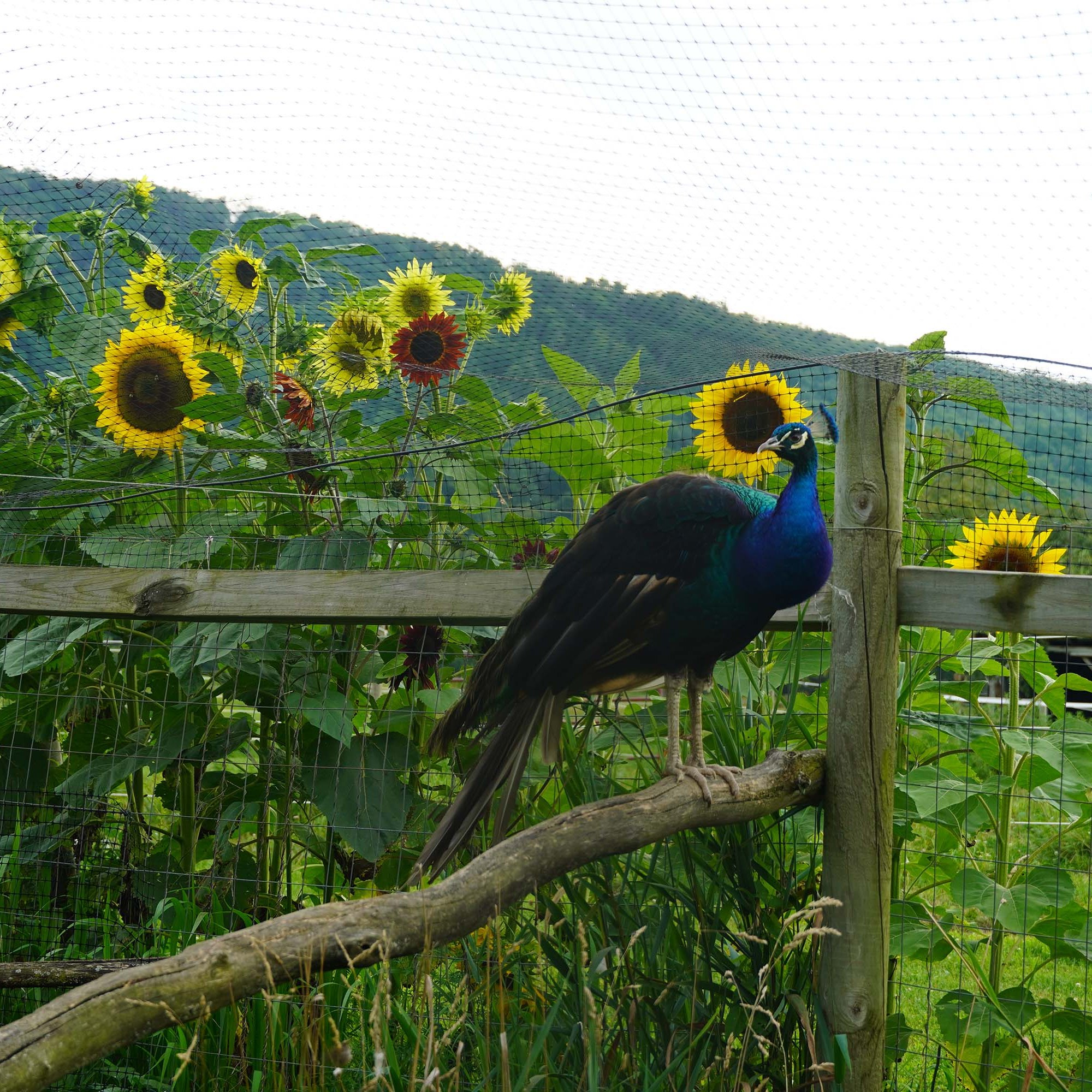 Cecil the peakcock standing on a limb infront of a fence that has sunflowers behind it