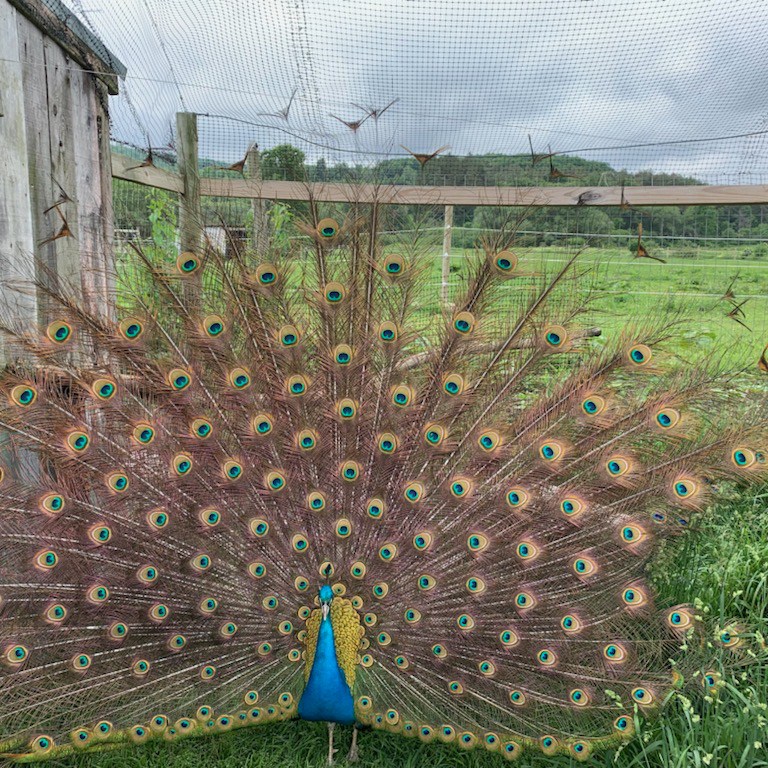 Cecil the peacock with his feather spread open near a chicken coup