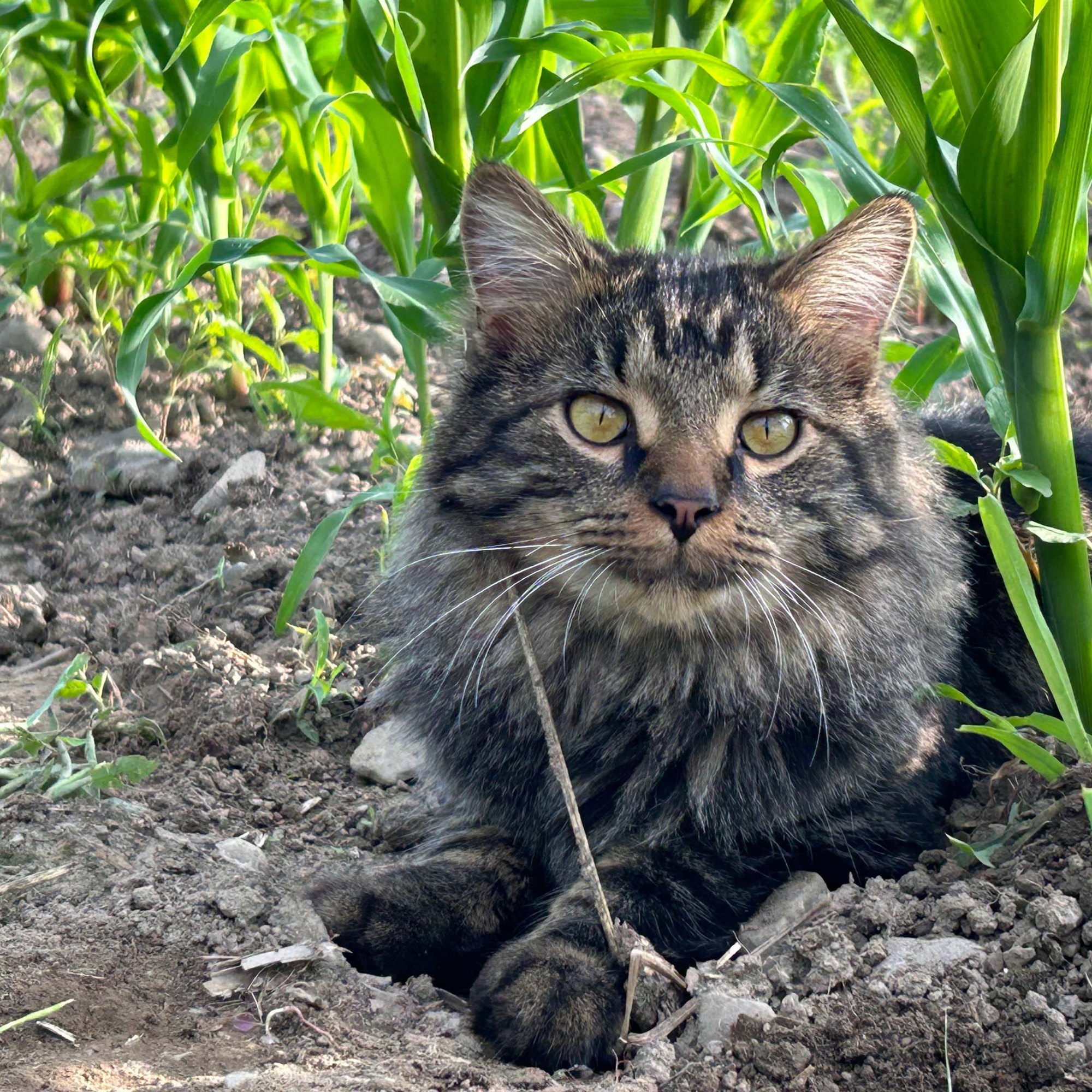 A black and tan cat sitting in a patch of dirt with flowers growing around him